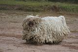 KOMONDOR 103